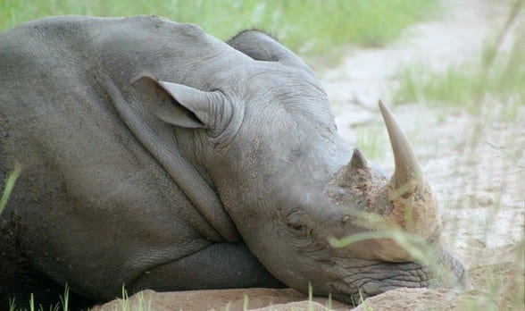 rhino lying on sand