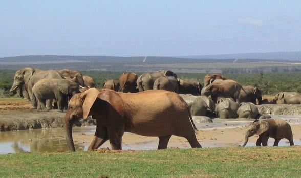 Addo Elephant Park South Africa