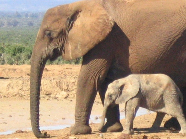 mother and baby elephant at waterhole