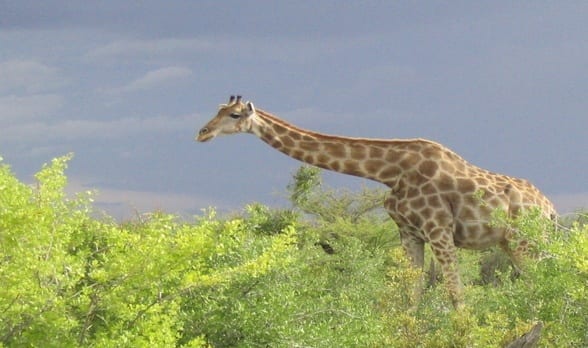 Giraffes in Etosha NP