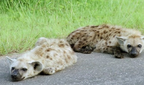 Baby Hyena lyig on side of the road