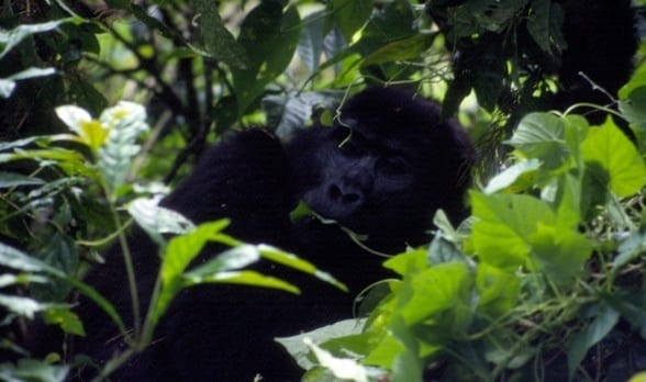 a  gorilla in a tree