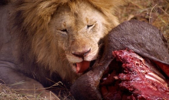 Travel Photo: Lion Kill, Masai Mara Game Par, Kenya