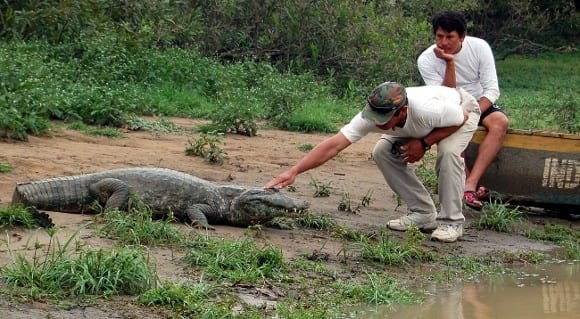 a man touching a crocodile