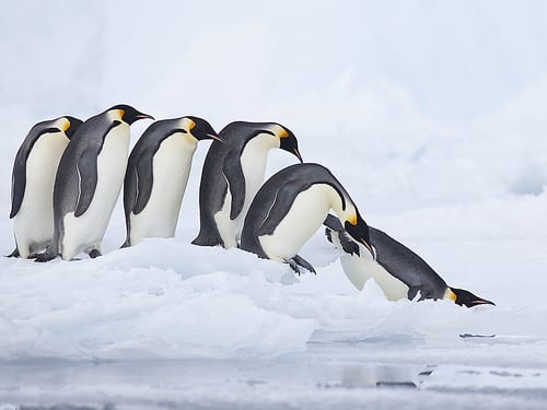 Antarctica Guided tours