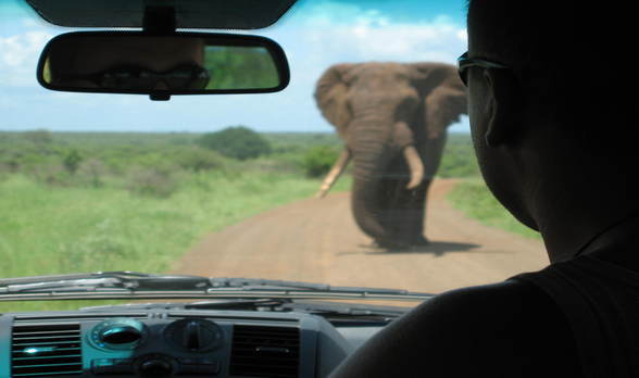 man in car with elephant in front of his windshield
