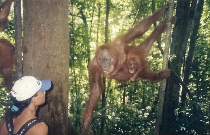 Bukit Lawang Orangutans