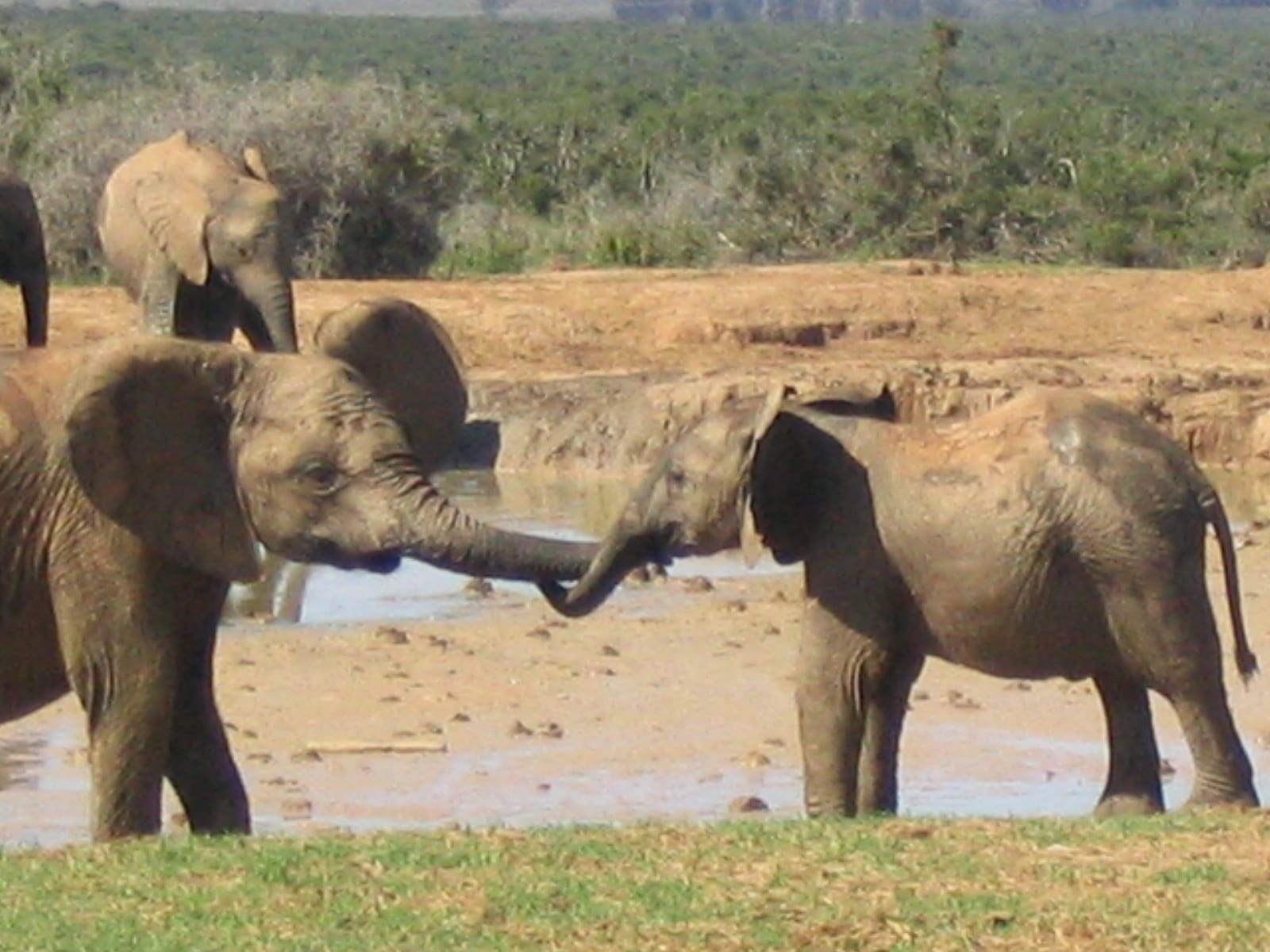 two baby elephants linking trunks