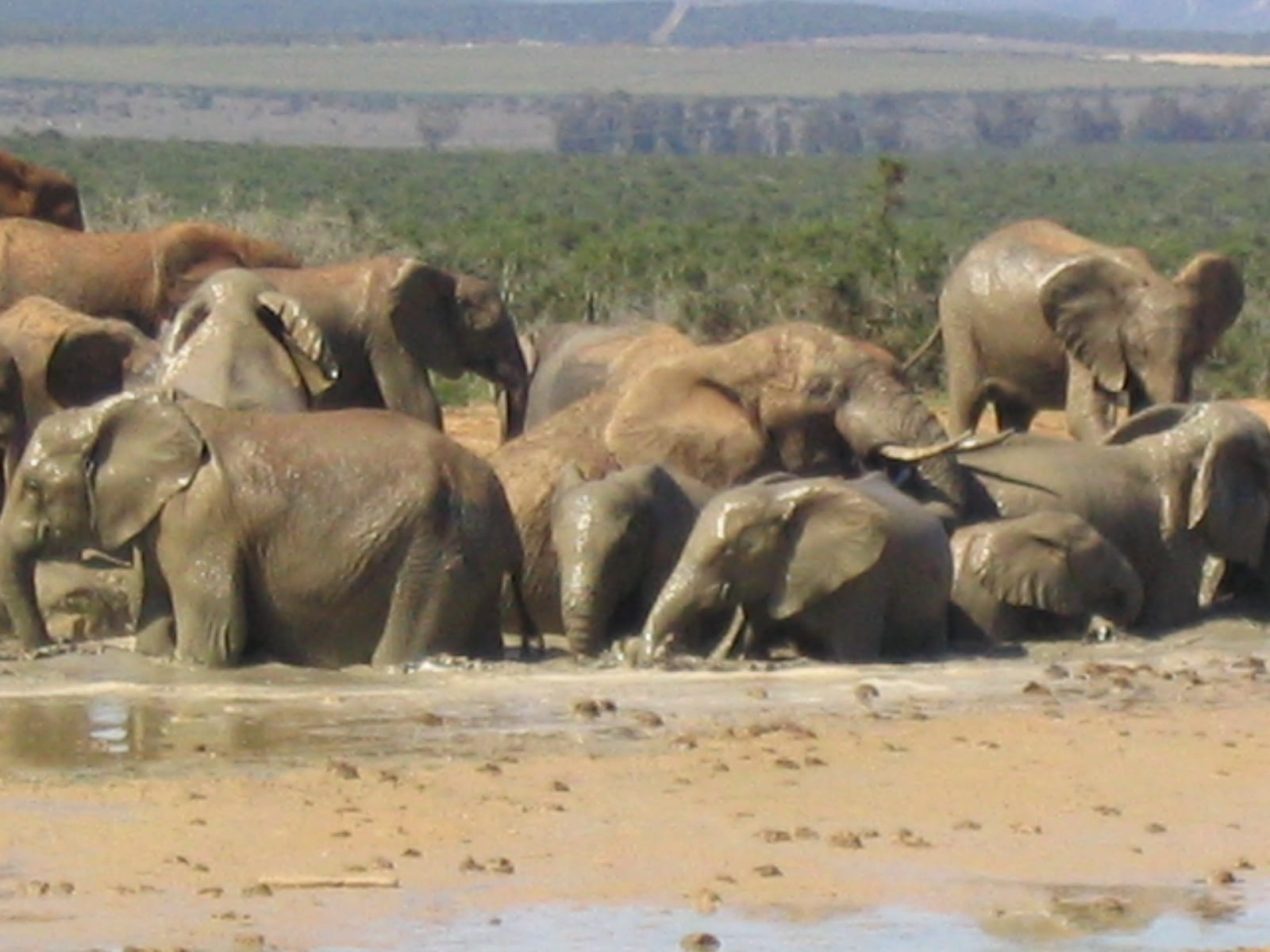 scores of elephants having a mudbath