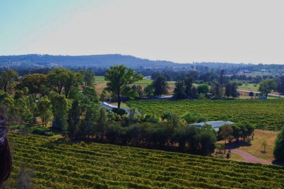 Hunter Valley vinyard