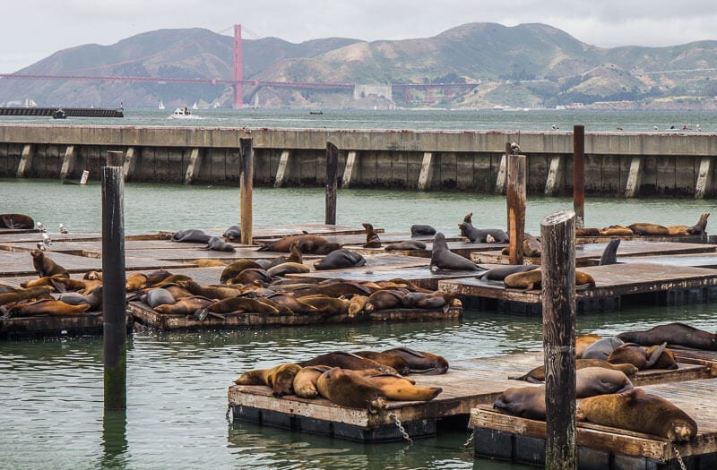 Fisherman's Wharf San Francisco seals
