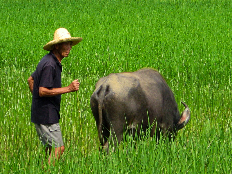 man tending to buffalo in the rice paddies