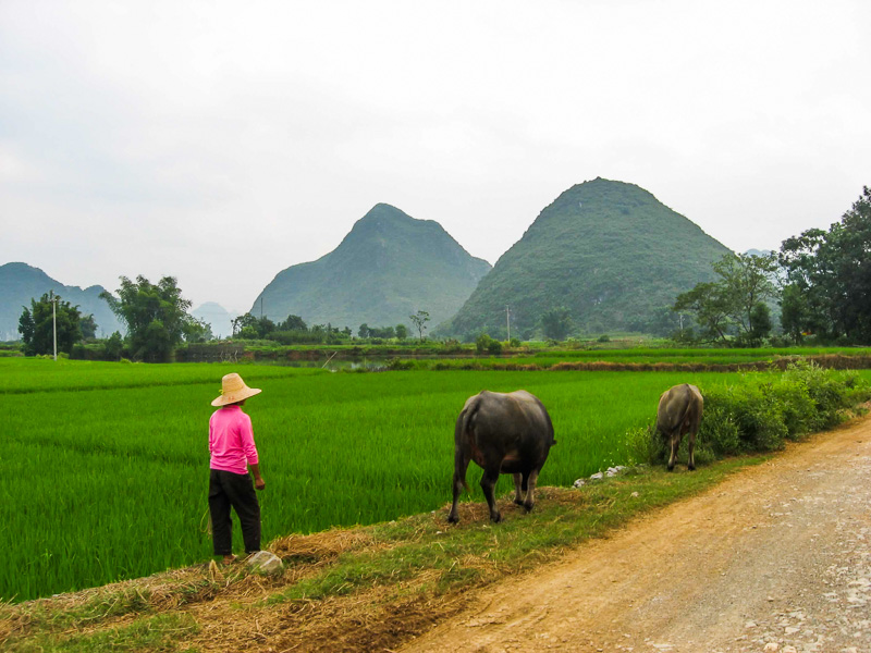 woman tending to buffalo in the rice field
