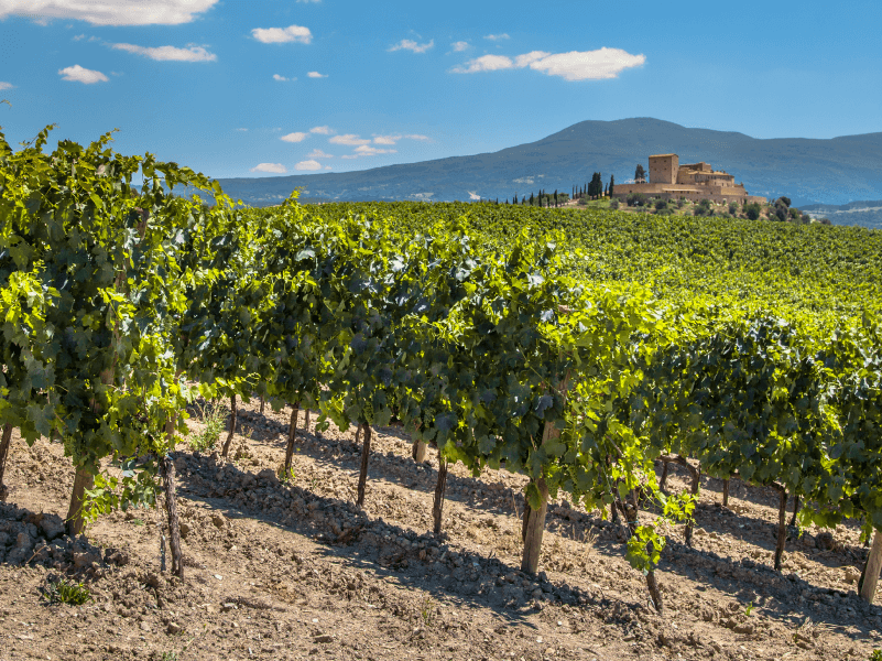 view of a vineyard in Chianti, Italy
