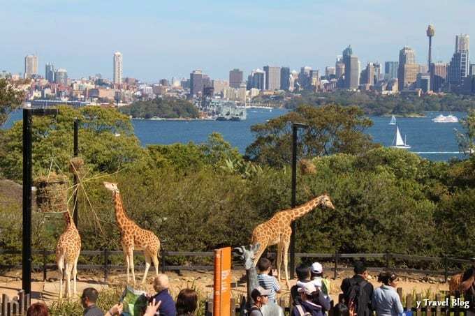 giraffes with sydney harbour in the background