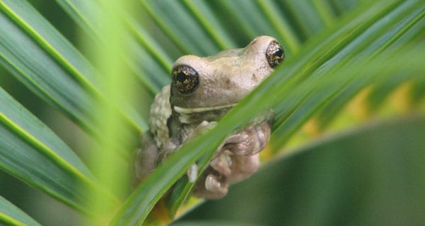 Costa rican frog