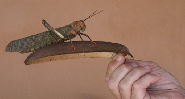 Costa rican grasshopper