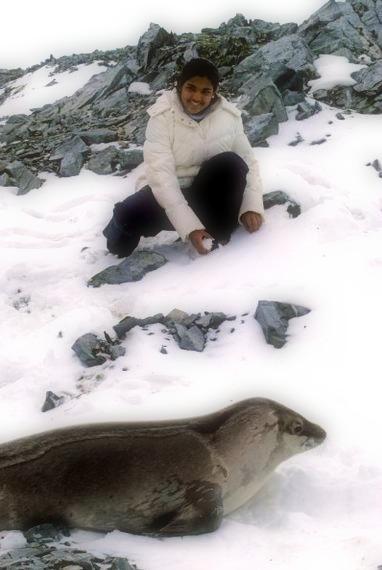 Antarctica seals