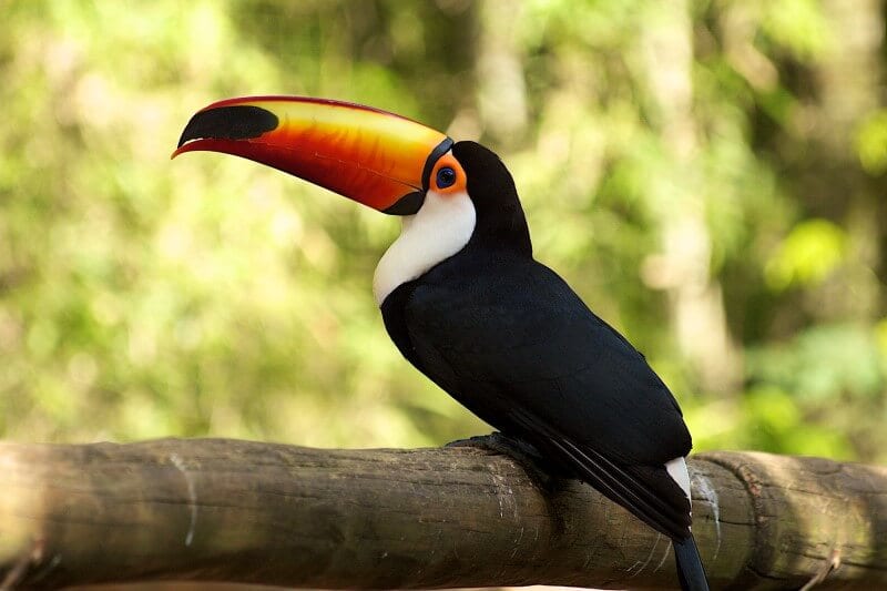 toucan sitting on tree branch