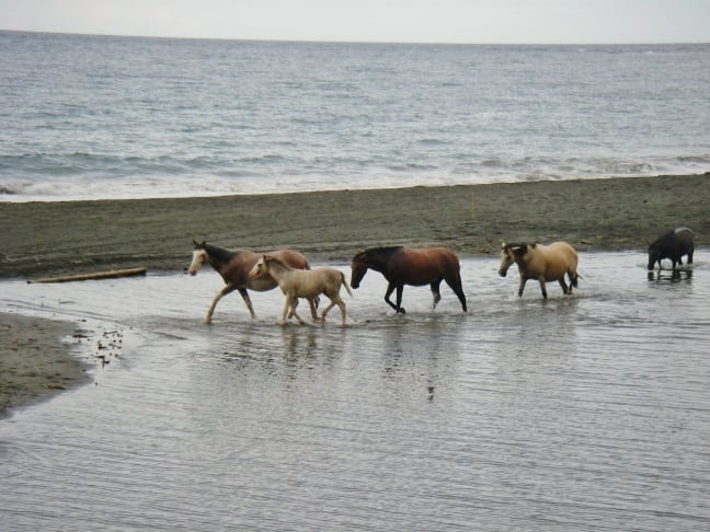 horses walking through water