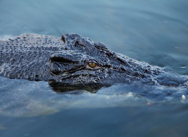 a crocodile successful  water