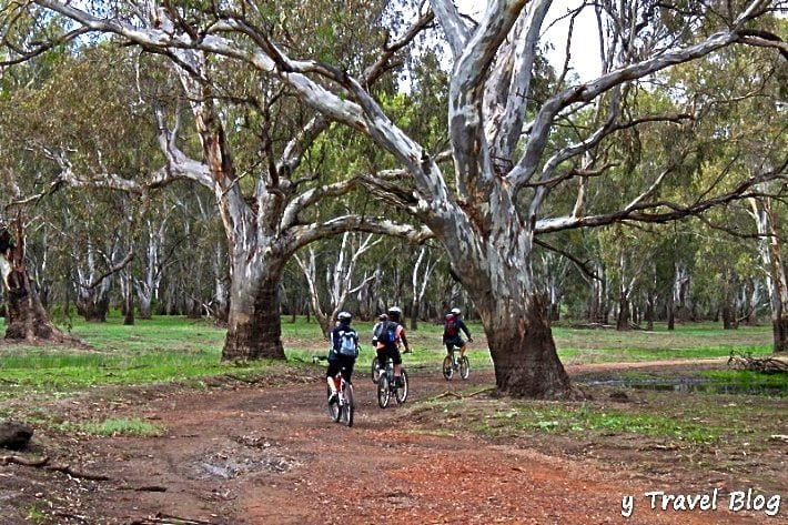 Bike riding through the River Red Gum Forest