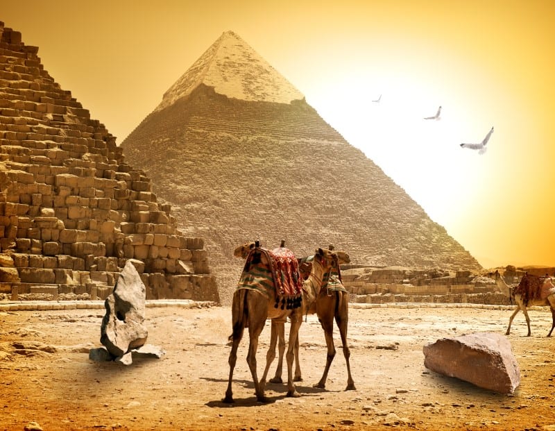 camels in front of pyramids in egpyt