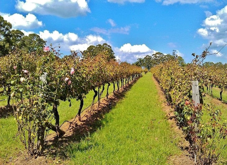 vineyards in a field