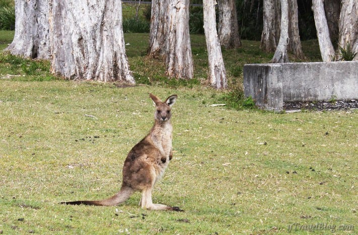 South WEst Rocks kangaroos
