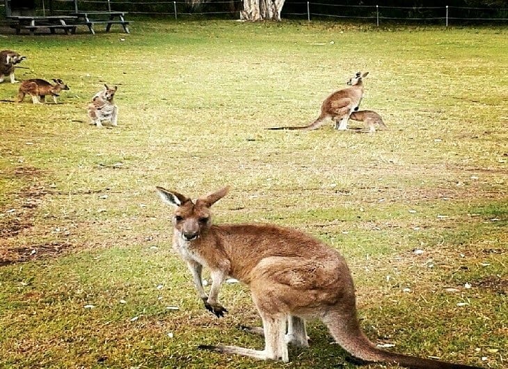 kangaroos standing on grass
