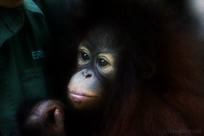 orangutan sanctuary Borneo