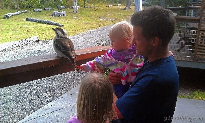 man holding a child as she touches a kookaburra