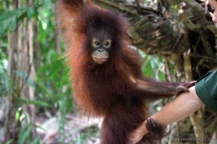 baby orangutan Borneo
