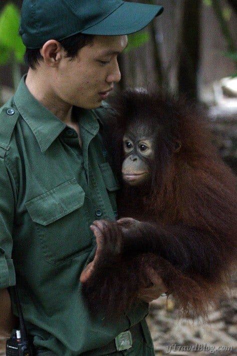 Zookeeper cuddling an orangutan in Borneo