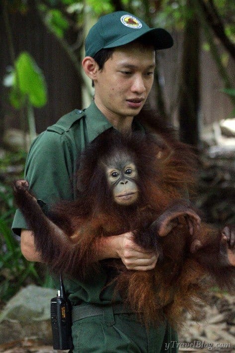 Orangutan sanctuary Borneo