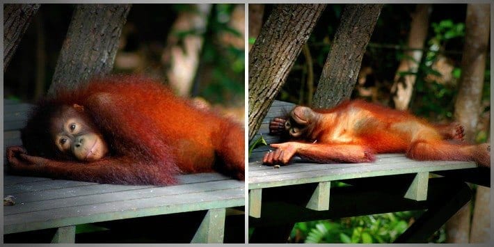 orangutans in Borneo