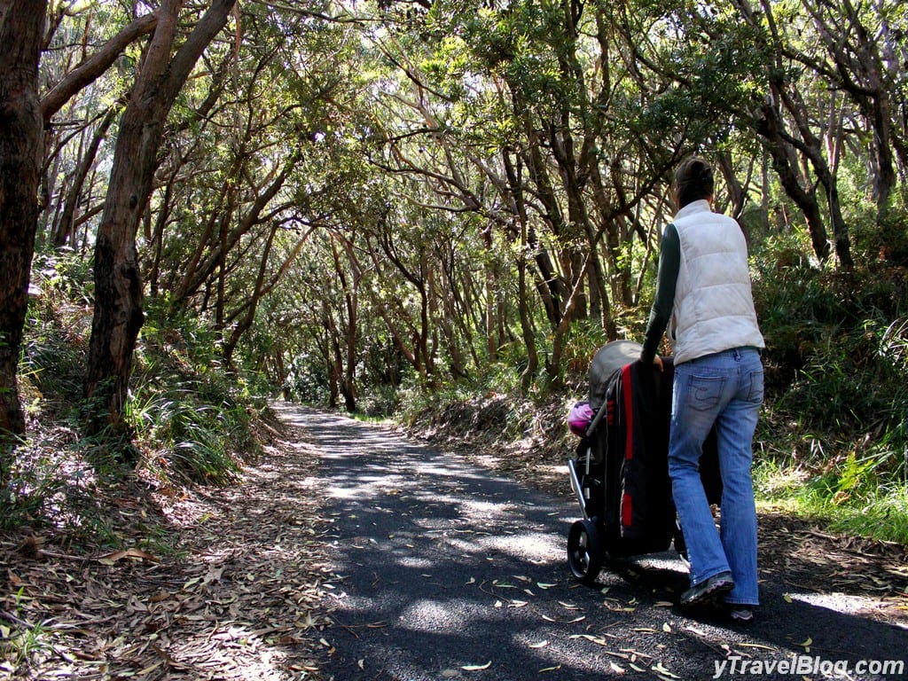 a woman pushing a stroller through a forest pathway