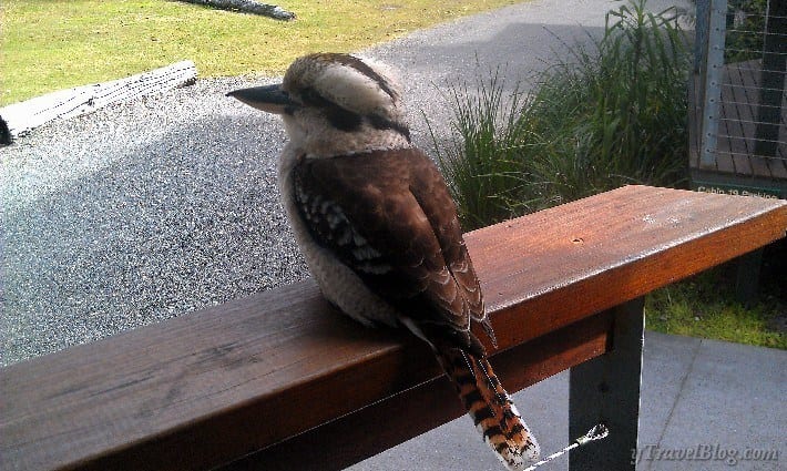 A kookaburra sitting on top of a wooden table