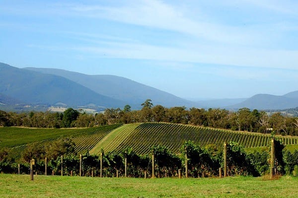 views of the vineyards yarra valley