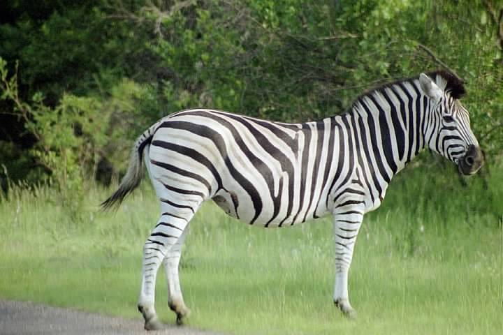 A zebra standing in a field