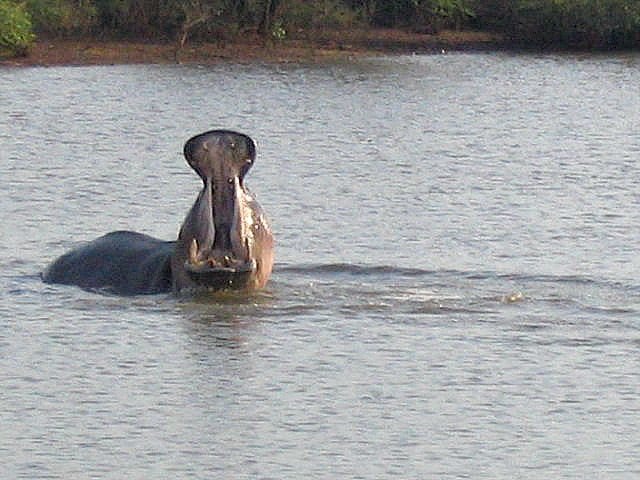 a hippo in water