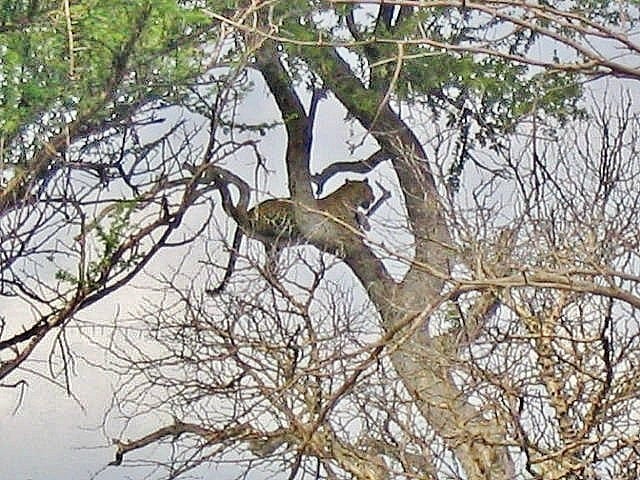an animal lying on a tree branch