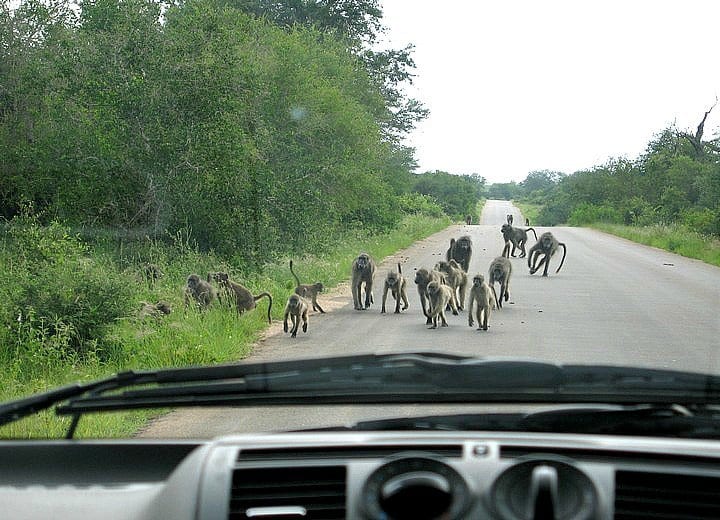 monkeys on a road in front of a car