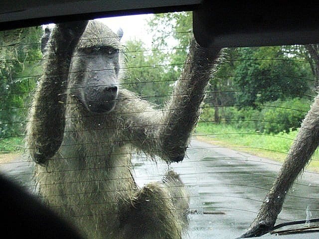a monkey next to a car window
