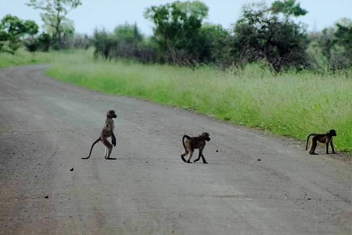 monkeys walking across a road