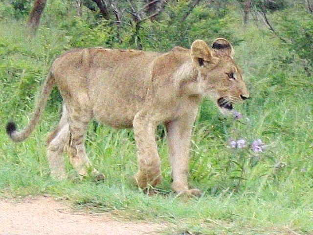 Kruger National Park South Africa
