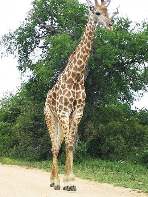 A giraffe standing in the dirt