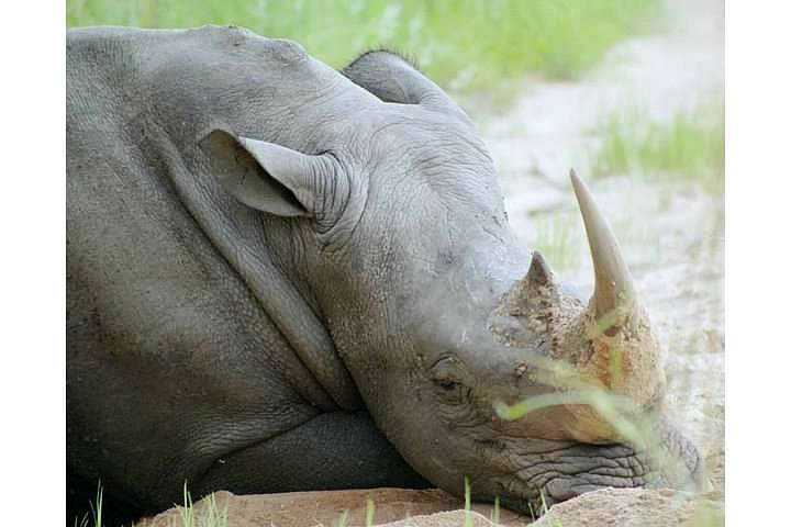 A rhinoceros