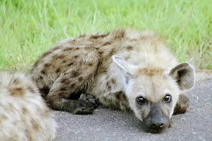 A hyena lying on the grass