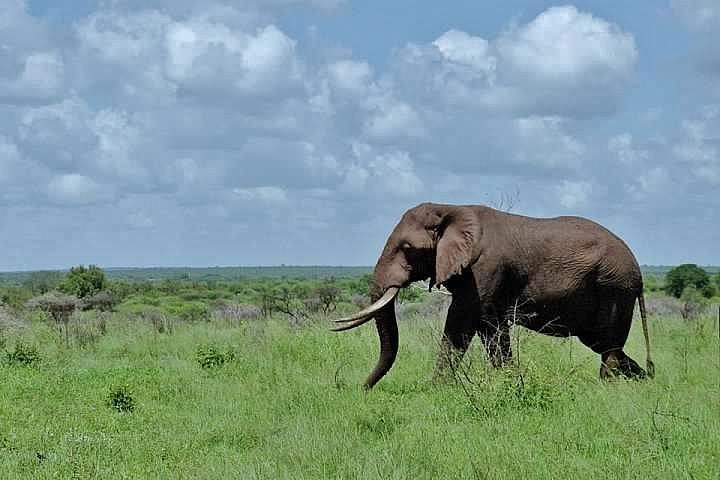 an elephant in a grass field